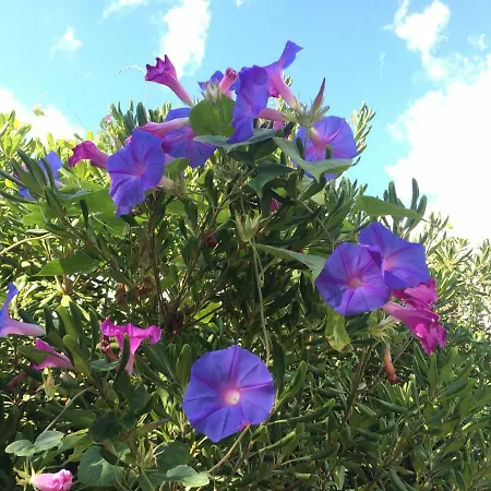 Casa Del Mirto Bianco