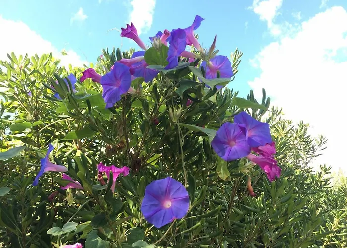 Casa Del Mirto Bianco